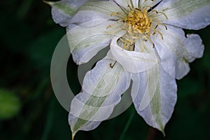 Close-up white clematis flower on a dark natural background