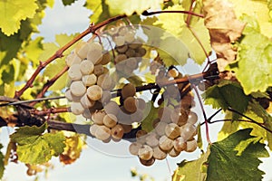 Close up of white clusters of grapes on a vine.