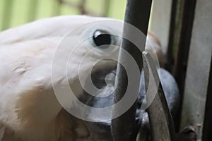 close up of white cockatoo face unlocking