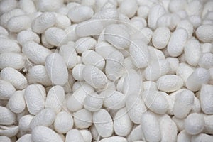Close up white cocoons of silkworm for making silk in asia