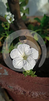 Close up of white colored flower of a petunia axillaris photo