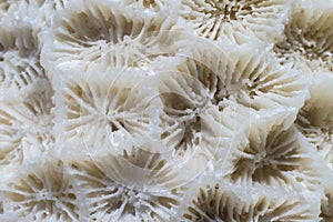 Close up white coral background texture