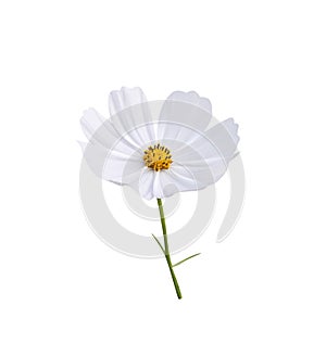 White cosmos bipinnatus flower with yellow pollen and green stem isolated on background , clipping path
