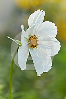 Close-up of a white Cosmos Flower with dew drops