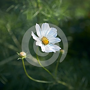 Close-up of a white Cosmos Flower in the garden