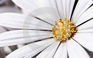 Close up of white cosmos with yellow center in full bloom