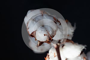 Close-up white cotton flower on a dark background. The concept of natural goods and purity.