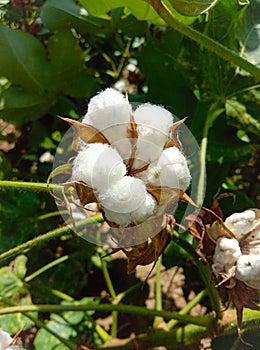 Close up of white cotton flower.Raw Organic Cotton Growing at Cotton Farm.Gossypium herbaceum close up with fresh seed pods.