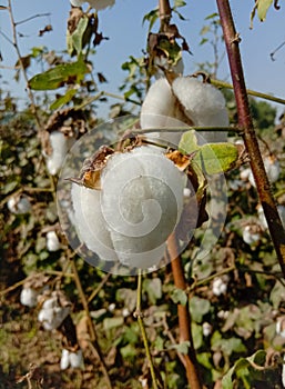 Close up of white cotton flower.Raw Organic Cotton Growing at Cotton Farm.Gossypium herbaceum close up with fresh seed pods.