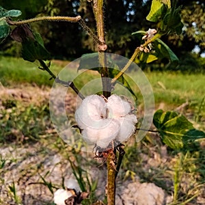 Close up of white cotton flower. White cotton Cotton flower. Cottons flower Growing at Cotton Farm.