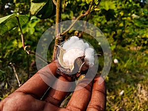 Close up of white cotton flower. White cotton Cotton flower. Cottons flower Growing at Cotton Farm.