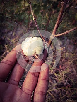 Close up of white cotton flower. White cotton Cotton flower. Cottons flower Growing at Cotton Farm.