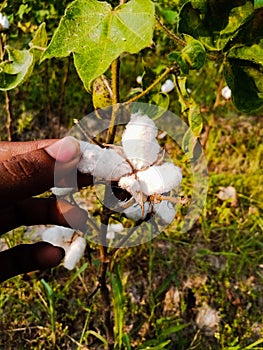 Close up of white cotton flower. White cotton Cotton flower. Cottons flower Growing at Cotton Farm.