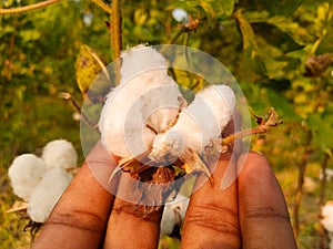 Close up of white cotton flower. White cotton Cotton flower. Cottons flower Growing at Cotton Farm.