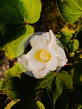 Close up of white cotton flower. White cotton Cotton flower. Cottons flower Growing at Cotton Farm.