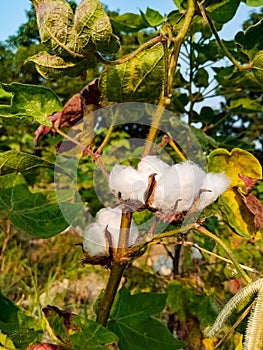 Close up of white cotton flower. White cotton Cotton flower. Cottons flower Growing at Cotton Farm.