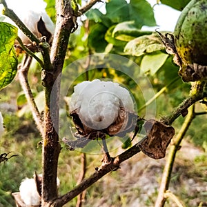 Close up of white cotton flower. White cotton Cotton flower. Cottons flower Growing at Cotton Farm.