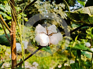 Close up of white cotton flower. White cotton Cotton flower. Cottons flower Growing at Cotton Farm.