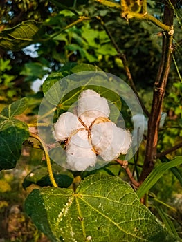 Close up of white cotton flower. White cotton Cotton flower. Cottons flower Growing at Cotton Farm.