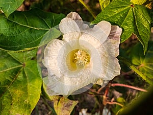 Close up of white cotton flower. White cotton Cotton flower. Cottons flower Growing at Cotton Farm.