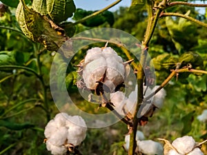 Close up of white cotton flower. White cotton Cotton flower. Cottons flower Growing at Cotton Farm.