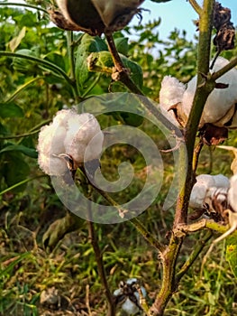 Close up of white cotton flower. White cotton Cotton flower. Cottons flower Growing at Cotton Farm.