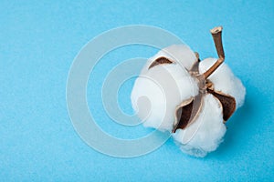 Close up, white cotton plant flower isolated on blue background, copy space for text