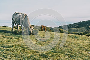 Close-up of a white cow grazing