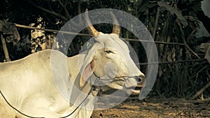 Close-up on white cow tied up with rope in a farmyard and ruminating