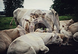 close-up of white cows togheter on field