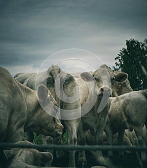 close-up of white cows togheter on field