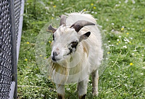 Close up of white cream goat Mainau island