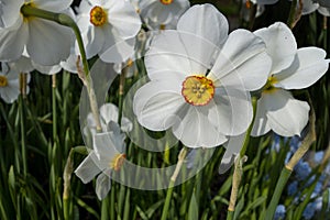 Close-up of white daffodil, Paperwhite,  Narcissus papyraceus, blooming flowers