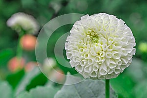 Close-up white dahlia in bloom