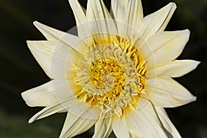 Close up - White Dahlia flower against a green background