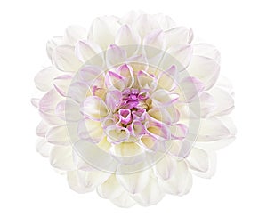 Close up of white dahlia flower isolated on background, top view. Summer flower