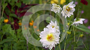 Close up of white dahlia flowers bloom in fall garden. Autumn plant. Dahlias with open center
