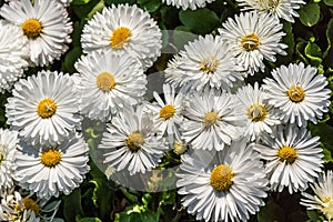 Close up of white daisies.