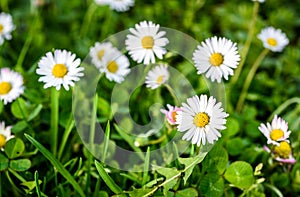 Close up of white daisies on spring meadow green grass