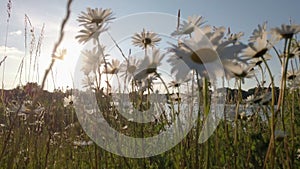 Close-up of a white daisy