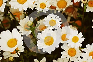 Close up white daisy chamomile flowers