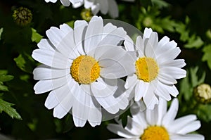 Close up of white daisy flowers