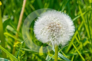 Close - up of white Dandelion on the background of grass in a field