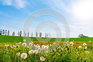 Close-up white dandelion blossoms with spring green grass and row of trees on hill