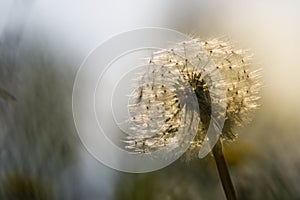 Close up of a white dandelion flower seed head in the sun