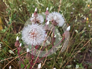 Close-up of white dandelion flowers against blurred floral background