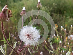 Close-up of white dandelion flowers against blurred floral background