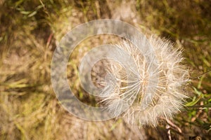 Close up of white dandelion fluff details