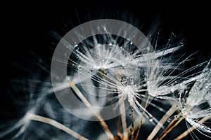 Close-up of white dandelion fluff with water drops