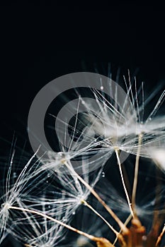 Close-up of white dandelion fluff with water drops